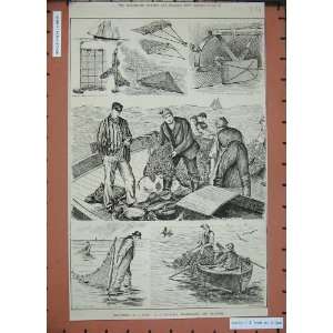  1886 Sea Fishing Trawling Trammelling Dragging Nets