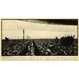  1931 Print Donkey Cigar Tobacco Farming Soil Farmer Agriculture 