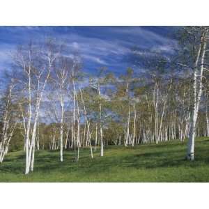 Grove of Paper Birch, Betula Papyrifera, Woodstock, Vermont, USA 