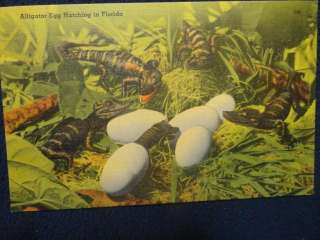 Alligator Egg hatching in florida. Fine unused condition. 1940s ca 