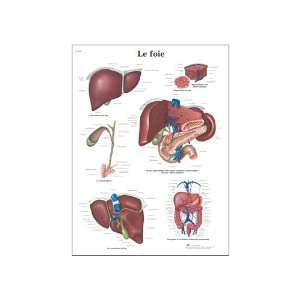   Liver Anatomical Chart, French), Poster Size 20 Width x 26 Height