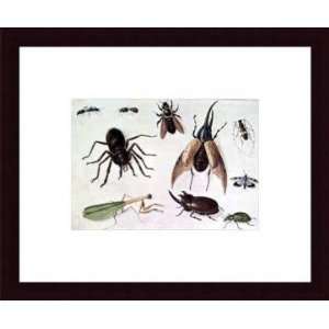   Insects   Artist Jan Van Kessel  Poster Size 7 X 10