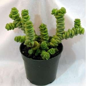  Amazing Worm Plant   Crassula   Easy to Grow   4 Pot 
