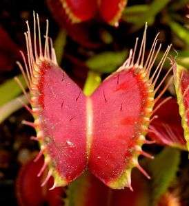 Venus Flytrap Dionaea muscipula carnivorous 10 seeds  