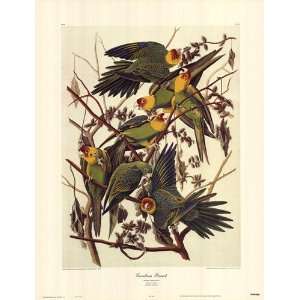  Carolina Parrot Finest LAMINATED Print John James Audubon 