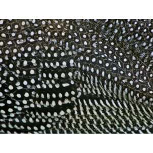 Helmeted Guinea Fowl Plumage Detail, Numida Meleagris, Ngorongoro 