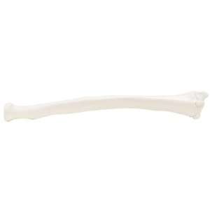 3B Scientific A45/3R Plastic Right Human Radius Bone Model  