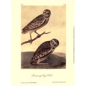  Burrowing Day Owl   Poster by John James Audubon (9.5x13 