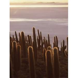  Cacti at Sunset, Inkahuasa Island, Salar De Uyuni, Bolivia 