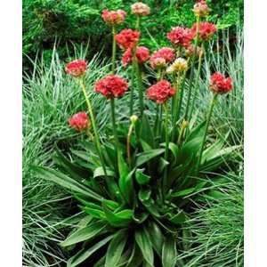  Armeria pseudarmeria Ballarina Red   Thrift Patio, Lawn 