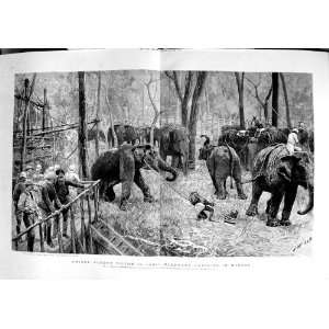   Prince Albert Victor India Elephant Hunting Mysore