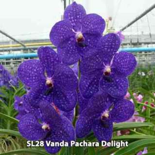 Pack Vanda Orchid Plant SEEDLING SIZE  