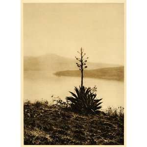  1925 Lago Chapala Lake Agave Plant Mexico Hugo Brehme 