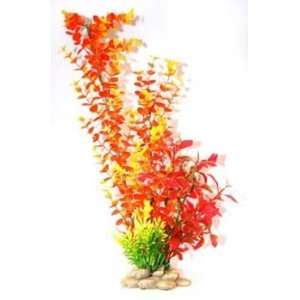 Zan Orange Bacopa Plant 15 (Catalog Category Aquarium / Plants other)