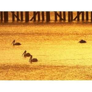 Sunrise and Pelicans by Urangan Pier, Hervey Bay, Queensland 