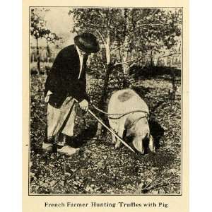  1920 Print Farmer Hunt Truffles Pigs Fungus Expensive 