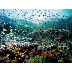  Madreporic Formation at Sipadan Island with Thousands of 