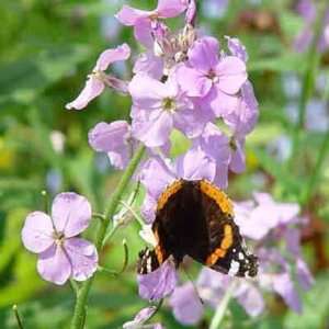  Dames Rocket Hesperis matronalis 10,000+ seeds Patio 