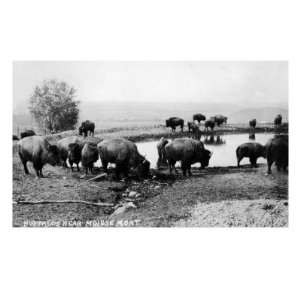 Montana, View of Buffalos Drinking by a Pond Travel Premium Poster 