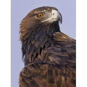 Golden Eagle Head Showing its Eye and Bill, Aquila Chrysaetos, North 