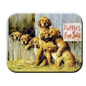   Tempered Glass Kitchen Board  Puppies for Sale Small