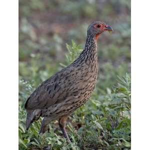  Swainsons Francolin (Spurfowl) (Pternistes Swainsonii 