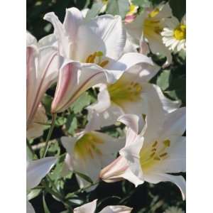 Close Up of the White Flowers of Lilium Regale, Taken in June, in 