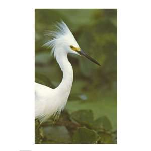  Close up of a Snowy Egret 18.00 x 24.00 Poster Print
