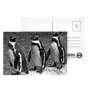 penguins in a line at Twycross zoo, Warwickshire. 14th June 1984 