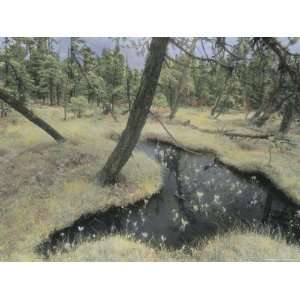  A View of Muskeg (Peat Bog) in Southeast Alaska Stretched 