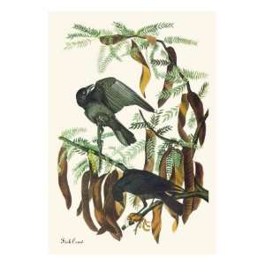  Fish Crow by John James Audubon, 18x24
