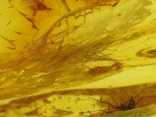 MAMMALIAN HAIR Strand & 9 Insects In BALTIC AMBER  