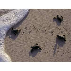  Endangered Greenback Turtle Hatchlings Entering the Sea 