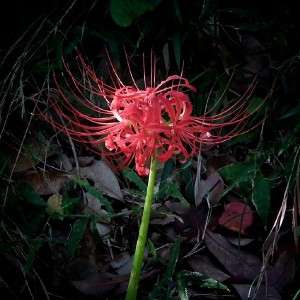 50 RED SPIDER LILY flower bulbs, Heirloom, Hardy  