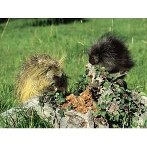  Porcupine, Mother and Baby, Montana, USA Photographic 