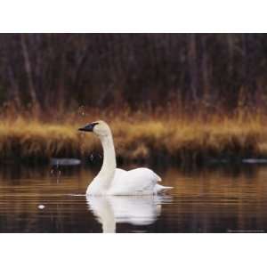  Trumpeter Swan Shaking Water Droplets From Its Head 