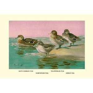    Vintage Art Four Types of Teal Ducks   08871 0