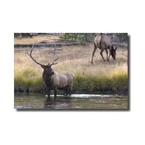  Elk Madison River Wyoming Giclee Print