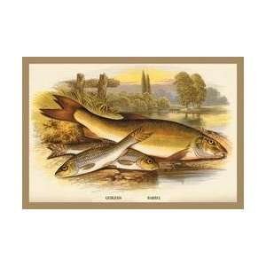 Gudgeon and Barbel 12x18 Giclee on canvas 