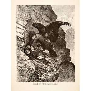  1881 Wood Engraving Nest Eyrie Golden Eagle Switzerland 