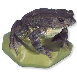   Scientific VN708/2 Female Common Toad (Bufo ) Industrial & Scientific