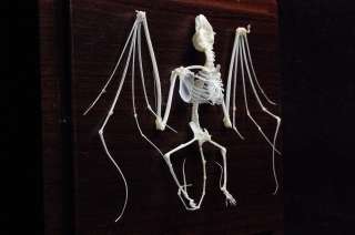 Real bat skeletons, taxidermy, specimen  