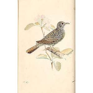  Japanese Thrush Meyer H/C Birds 1842 50