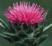 Photo of Holy Thistle, also known as Milk Thistle.