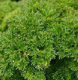 5oz/15ml OF PARSLEY SEED AROMATHERAPY ESSENTIAL OIL  