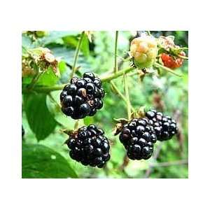  Brazos Blackberry Seed Pack Patio, Lawn & Garden