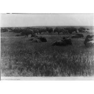  old days,Buffalo,Bison Herd,c1927,Edward Sheriff Curtis 
