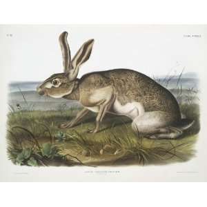     32 x 24 inches   Lepus Texianus, Texian Hare. M