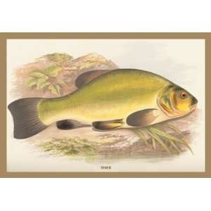  Tench 24X36 Giclee Paper