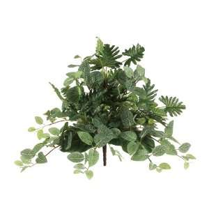20 Split Philodendron/ Fittonia Mixed Bush x4 Two Tone Green (Pack of 